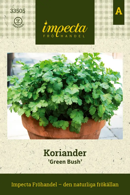 Coriandrum sativum Green Bush, Koriander, Green Bush Rabatter