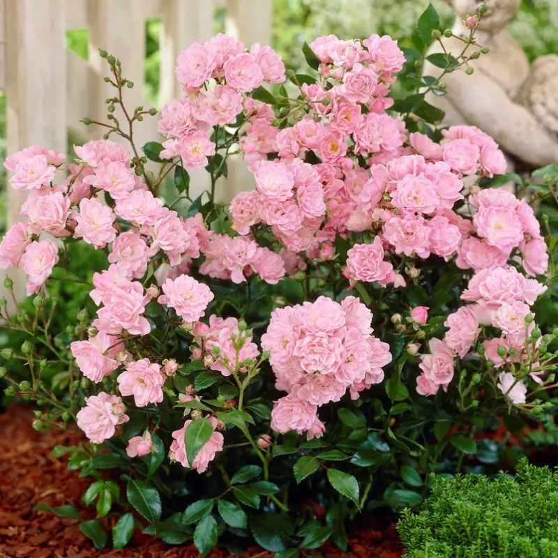 Rosa polyantha The Fairy, Marktäckarros, barrot Rea