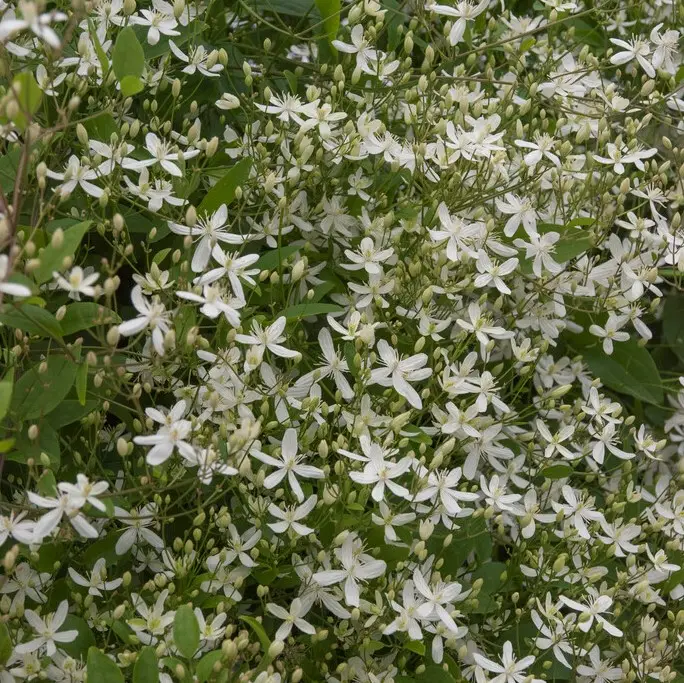 Clematis mandshurica, Stor Styvklematis Reapris
