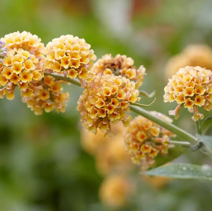 Buddleja x weyeriana Sungold, Weyerbuddleja Trygg betalning