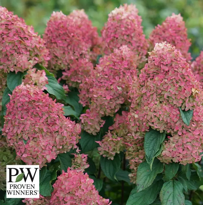Hydrangea paniculata Quick Fire Fab ®, Vipphortensia Sista chansen