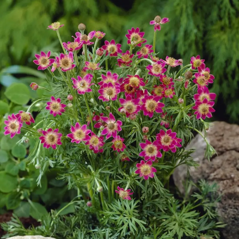 Trygg betalning Anemone x lesseri Spring Beauty Pink, Röd Flikanemon