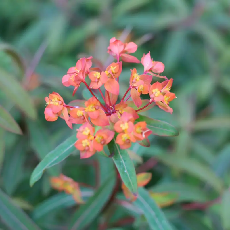 Euphorbia griffithii Fireglow, Eldtörel Premium