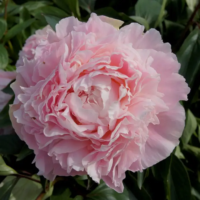 Kampanjpris Paeonia lactiflora Chiffon Parfait, Luktpion