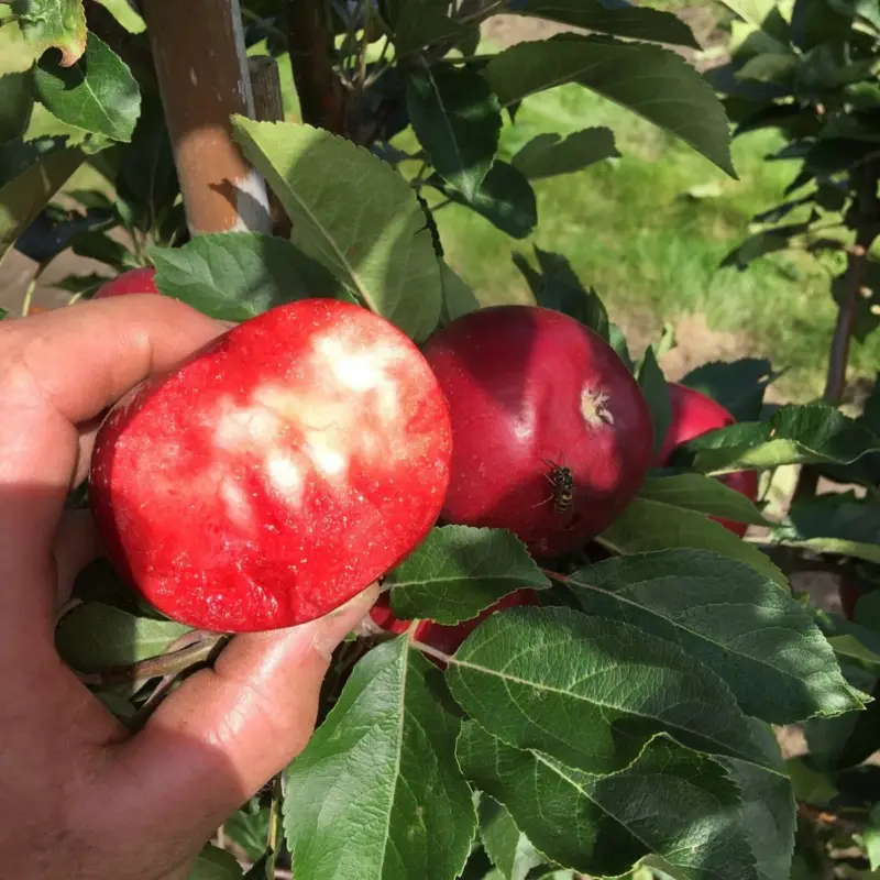 Fri frakt Malus domestica Rosette ®, Sommaräpple