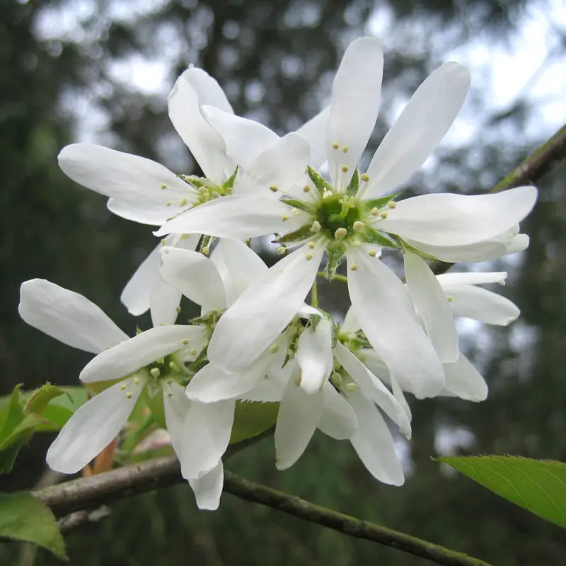 Amelanchier laevis Ballerina, Kopparhäggmispel Begränsat antal