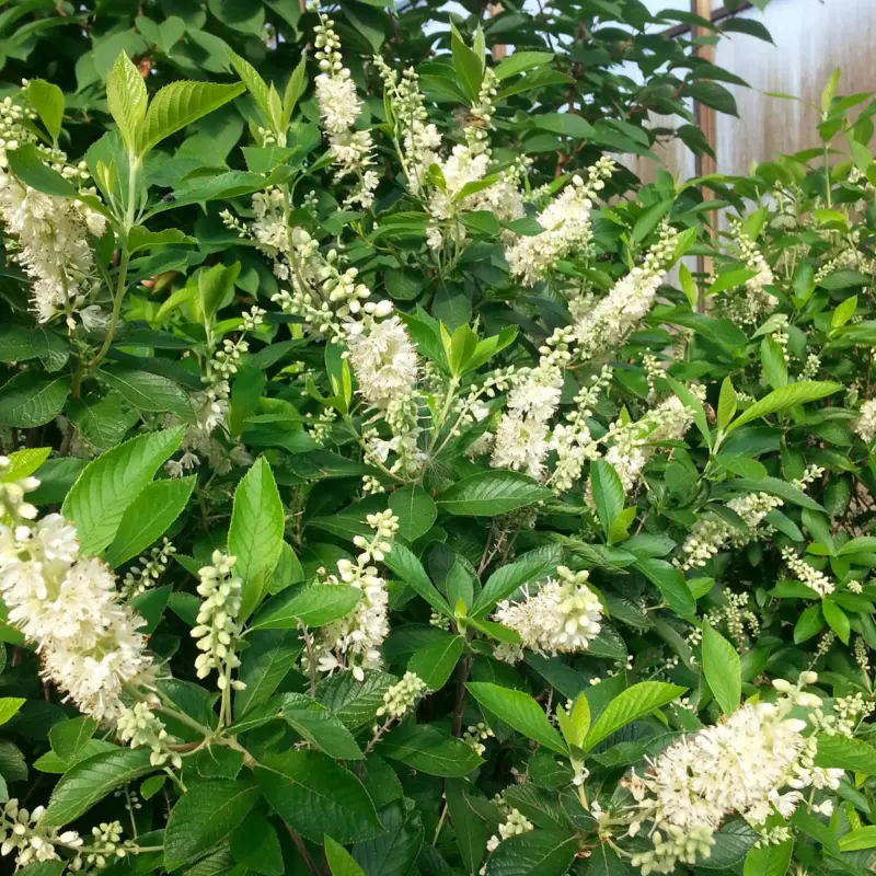 Clethra alnifolia, Konvaljbuske Reapris
