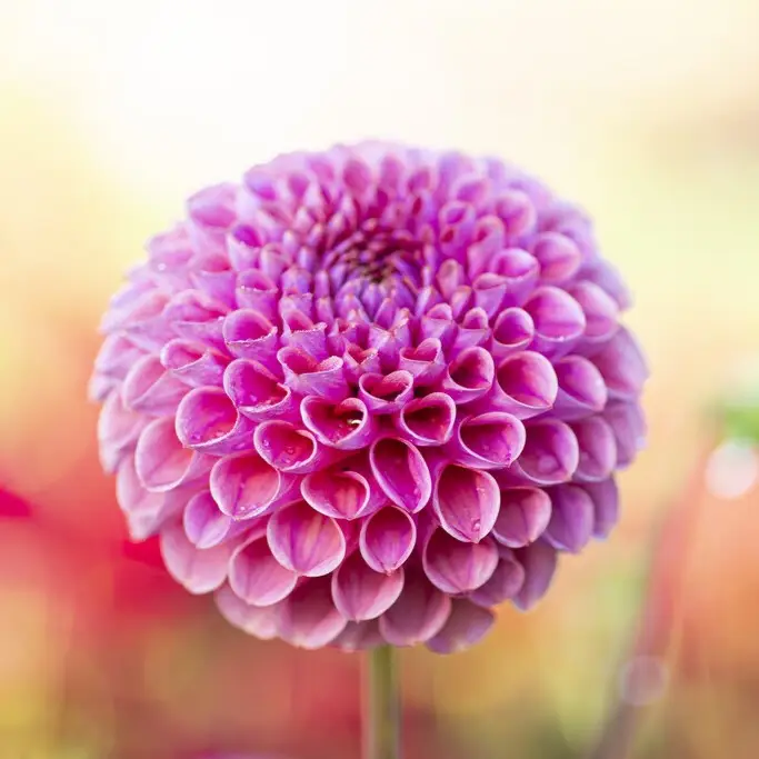 Dahlia x pinnata Caitlin's Joy, Dahlia Boll Caitlin's Joy 1st Kampanj