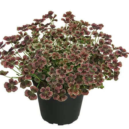 Trifolium repens Angel Clover™ Chocolat, Klöver, Stickling 3-pack Rea