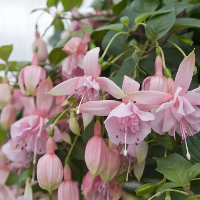 Billigare Fuchsia Claudia, Hängfuchsia, Stickling 3-pack