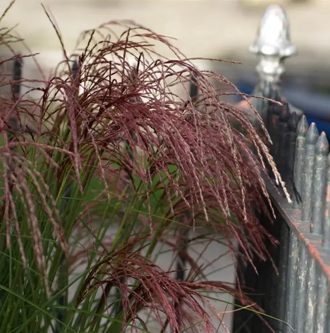 Miscanthus sinensis Red Cloud ®, Glansmiskantus Endast idag