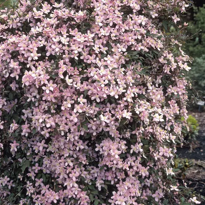 Fynd Clematis montana Fragrant Spring, Bergklematis