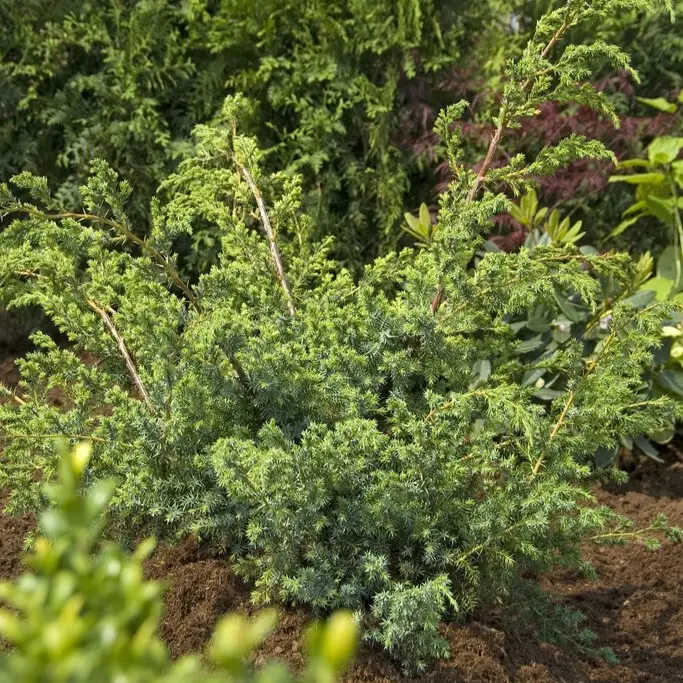 Köp online Juniperus chinensis Blue Alps, Kinesisk En