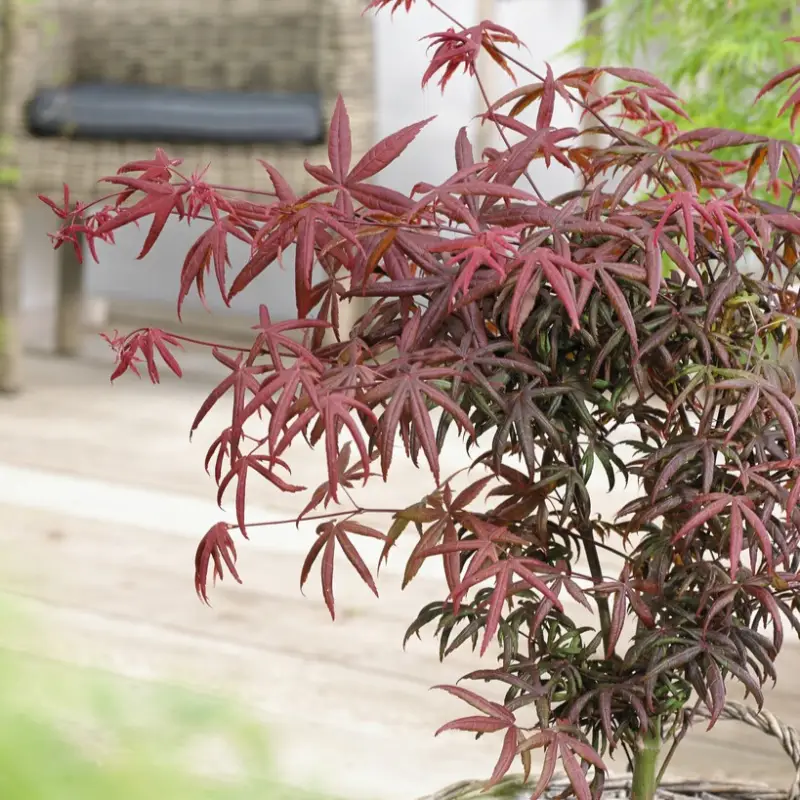 Snabb leverans Acer palmatum Starfish ®, Flikbladig Japansk Lönn