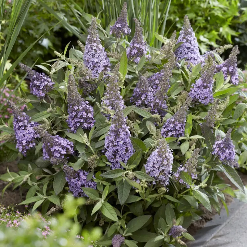 Köp nu Buddleja davidii Butterfly Candy ® Lila Sweetheart, Dvärgbuddleja, Fjärilsbuske