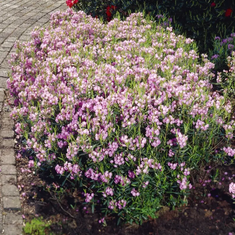 Kalmia polifolia, Tuvkalmia Lägg i varukorgen