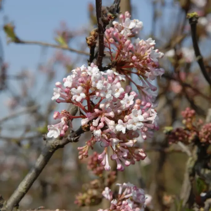 Erbjudande Viburnum farreri December Dwarf ®, Kejsarolvon