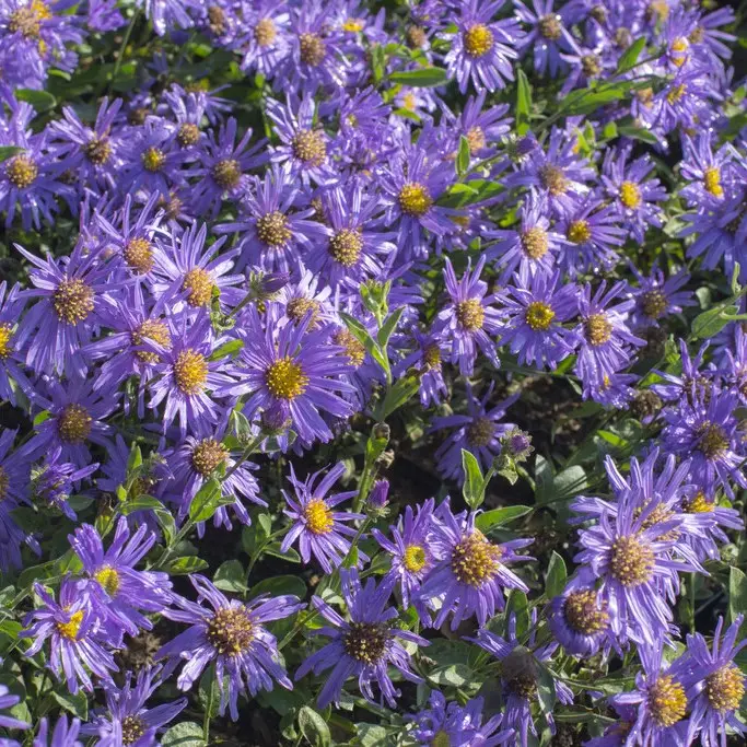 Aster amellus Blue King, Brittsommaraster Reapris