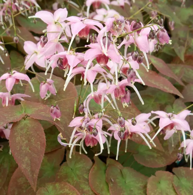 Epimedium grandiflorum Pretty in Pink, Japansk Sockblomma Expressleverans