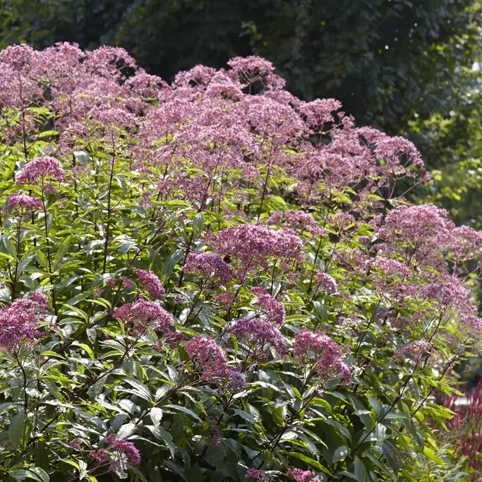 Fri frakt Eupatorium cannabinum, Hampflockel