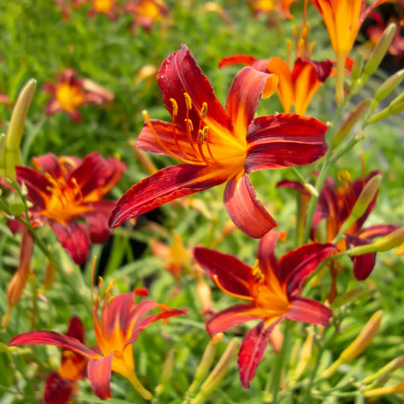 Hemerocallis hybr. Sammy Russel, Daglilja Handla nu