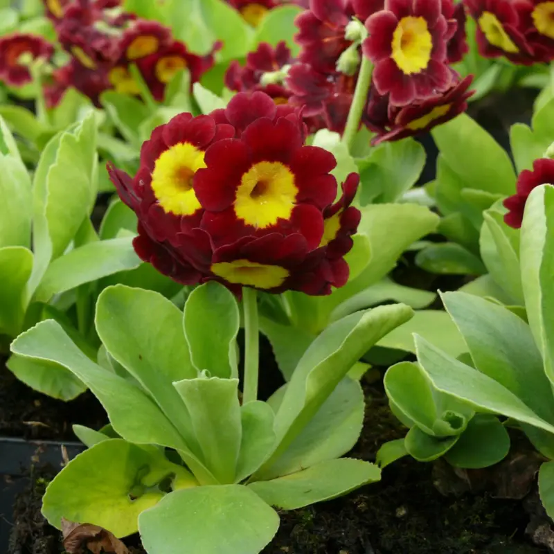 Handla nu Primula x pubescens Dingle, Trädgårdsaurikel