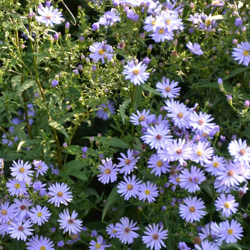 Symphyotrichum (Aster) ericoides Blue Wonder, Ljungaster Kampanj