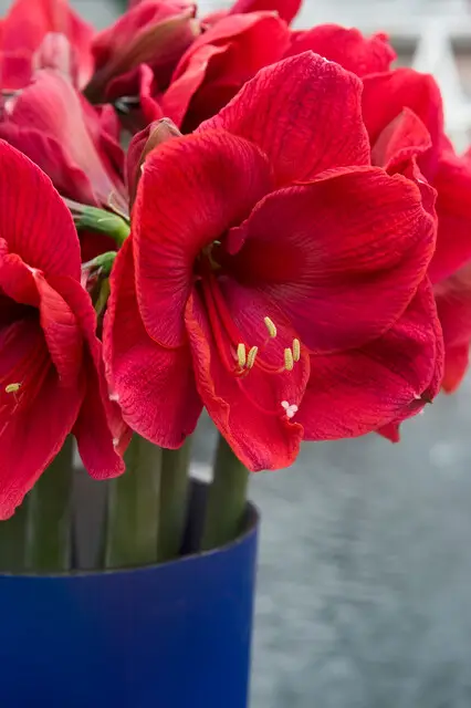 Begränsat erbjudande Hippeastrum Red Victory ®, Hippeastrum Red Victory ®, Amaryllis