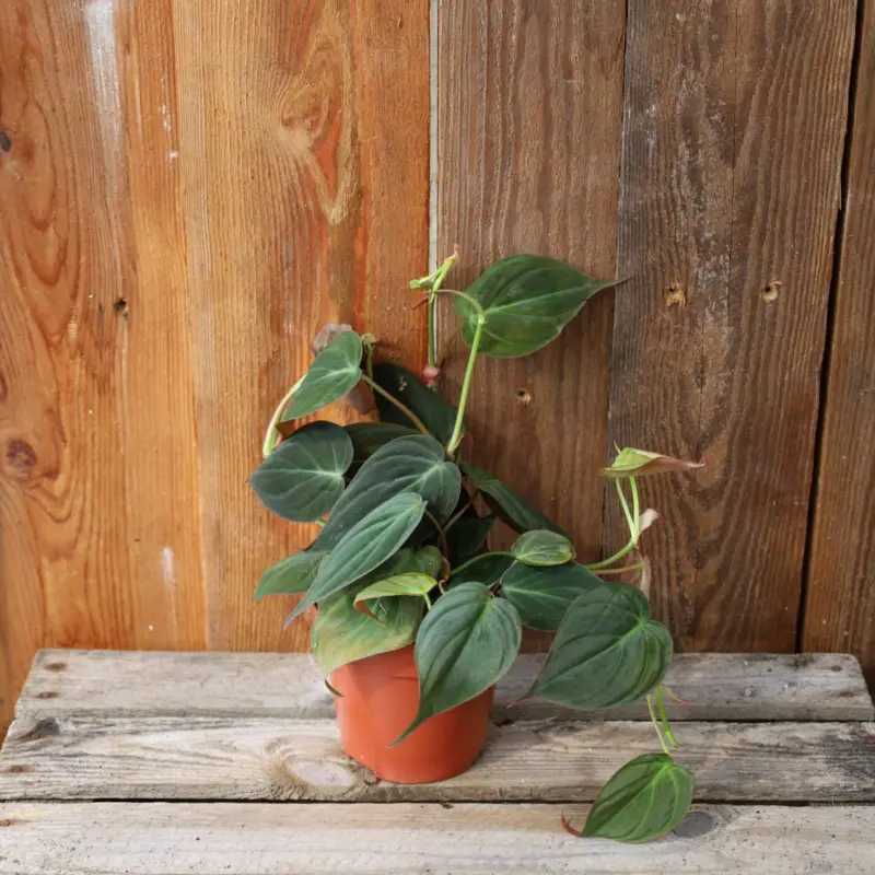 Lågt pris Philodendron Micans