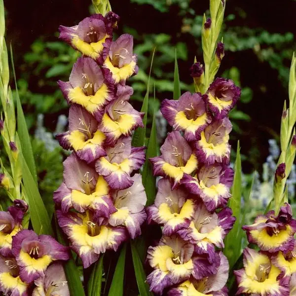 Gladiolus hortulanus Dynamite, Gladiol Storblommig Dynamite 10st Rabatter