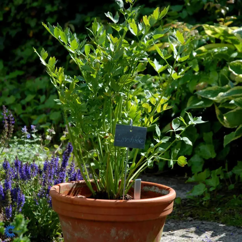 Levisticum officinale, Levisticum officinale, Libbsticka, 1st Handla nu