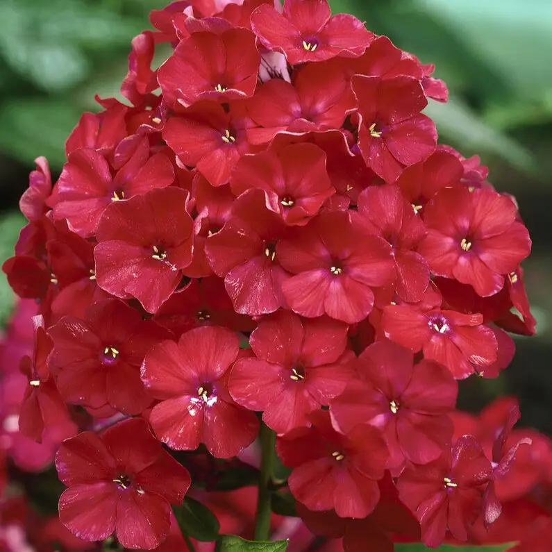 Phlox paniculata, Phlox paniculata Röd, Höstflox, 1st Kundfavorit