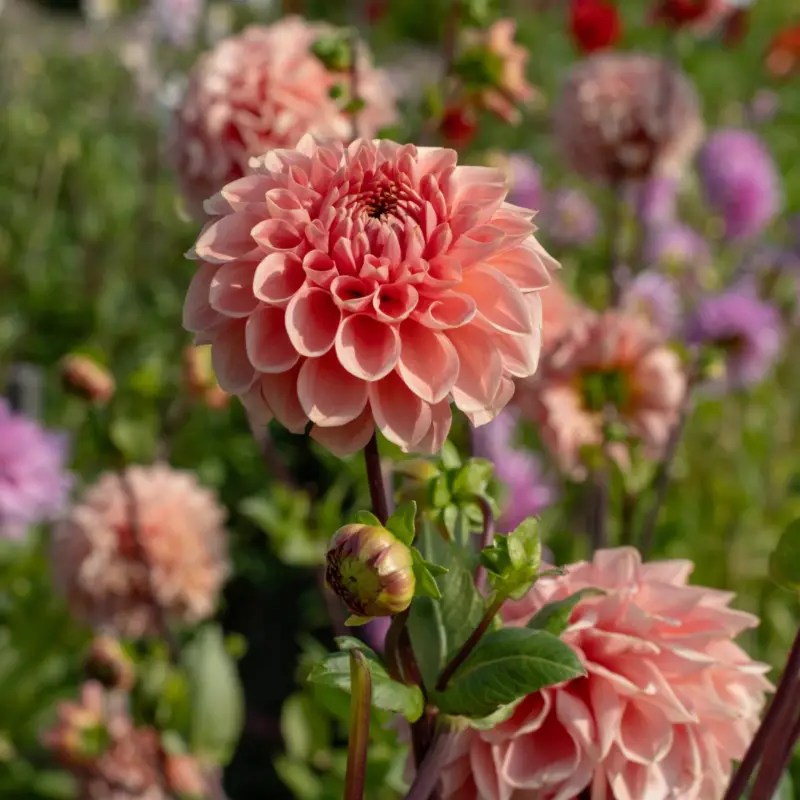 Outlet Dahlia x pinnata Romance, Dahlia Dekorativ Romance 1st