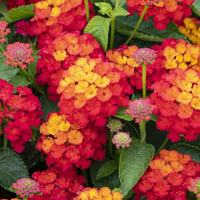 Billig Lantana camara Shamrock, Eldkrona, Stickling 3-pack