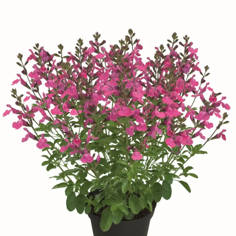 Salvia Visional Pink, Salvia, Stickling 3-pack Nedsatt pris