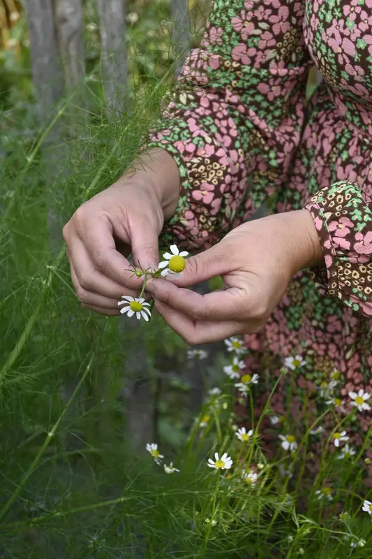 Matricaria chamomilla, Kamomill, Ekologisk Snabb leverans