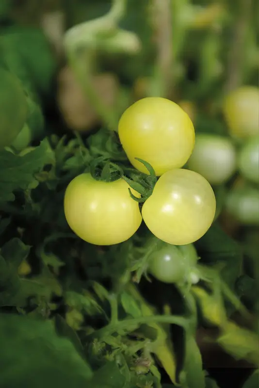 Solanum lycopersicum Balconi Yellow, Kruktomat Balconi Yellow Sista chansen