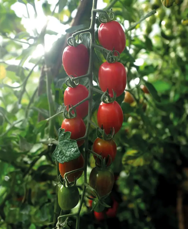 Rabatter Solanum lycopersicum Monterrey F1, Tomat Monterrey F1, Ekologisk