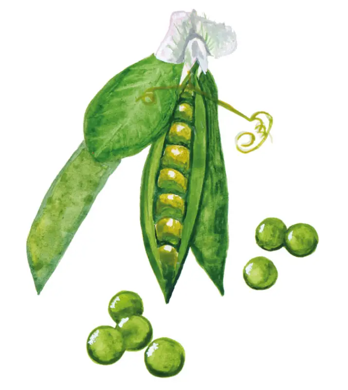 Pisum sativum (Märgärt-gr.) Ambassador, Märgärt Ambassador Begränsat antal