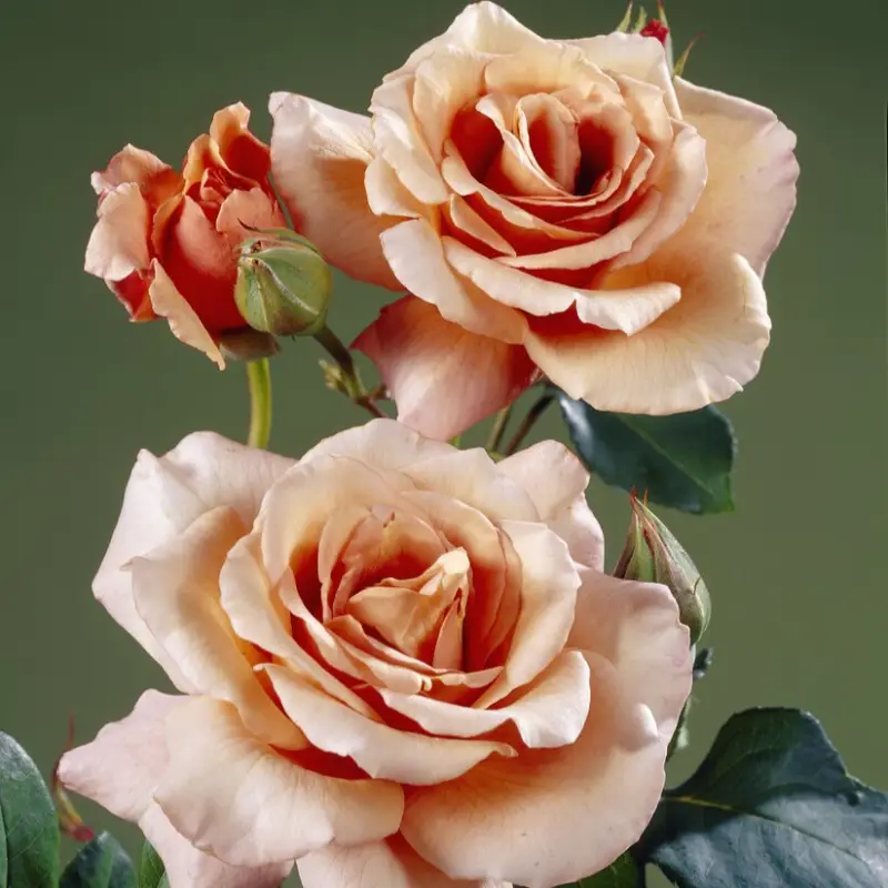 Rosa tehybrid Julia´s Rose ®, Tehybridros, barrot Billigare