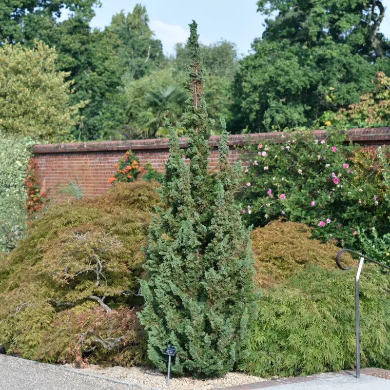 Chamaecyparis lawsoniana Little Spire, Ädelcypress Kundfavorit