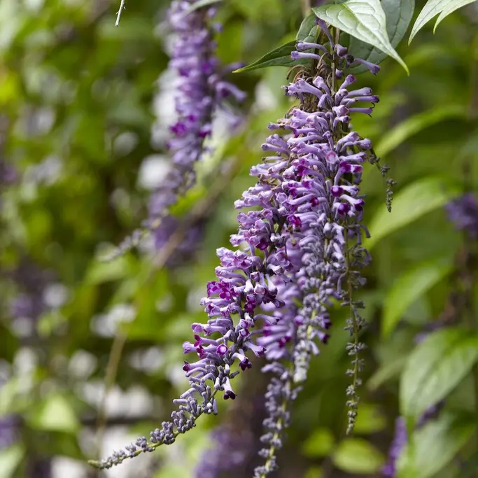 Buddleja lindleyana, Hängbuddleja Handla nu