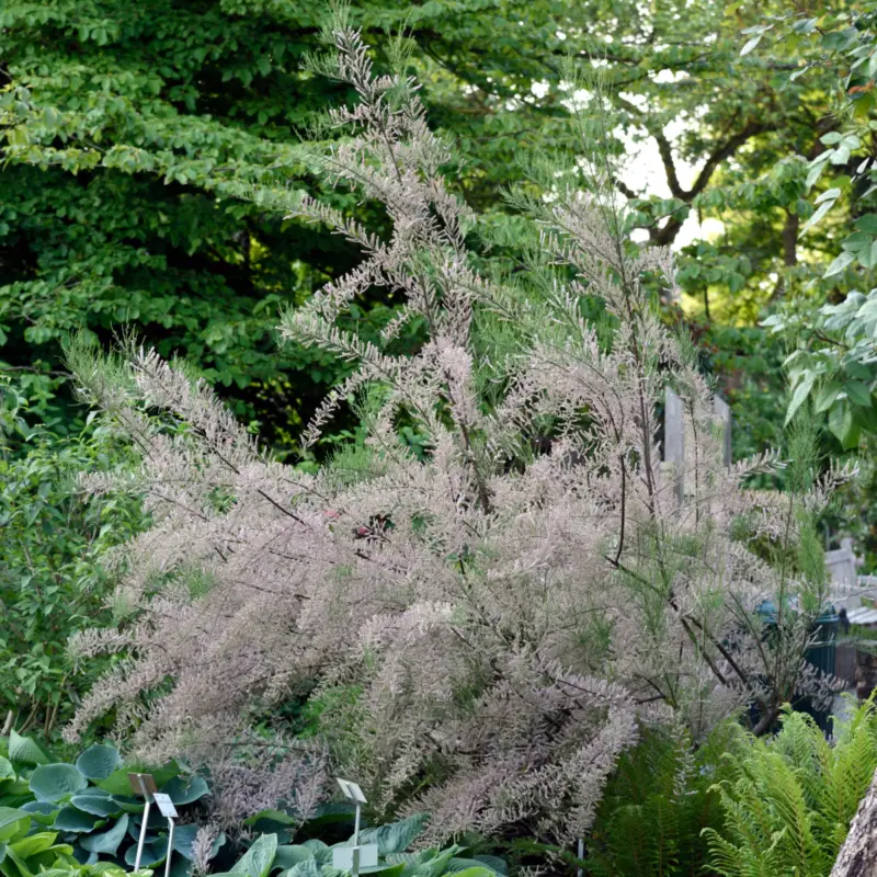Billig Tamarix parviflora, Junitamarisk