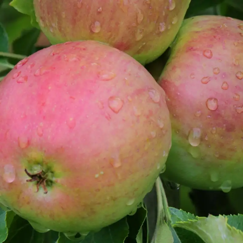 Malus domestica Ballerina Red River ®, Pelaräpple Begränsat erbjudande
