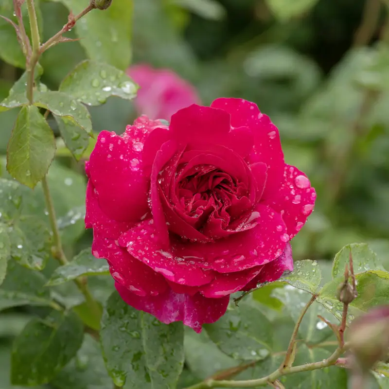 Rosa austin Thomas á Becket, Engelsk Buskros Rabatter
