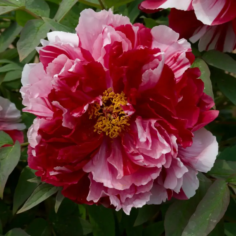 Nyhet Paeonia suffruticosa Camouflage (Dao Jin), Buskpion, (höstleverans)