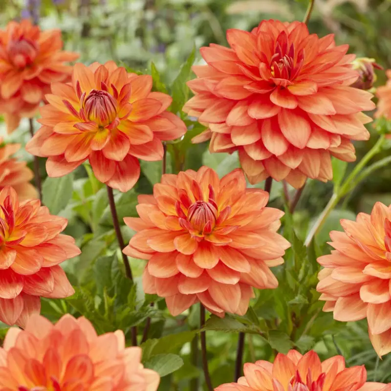 Billigare Dahlia x pinnata Shep´s Memory, Dahlia Näckros Shep´s Memory 1st