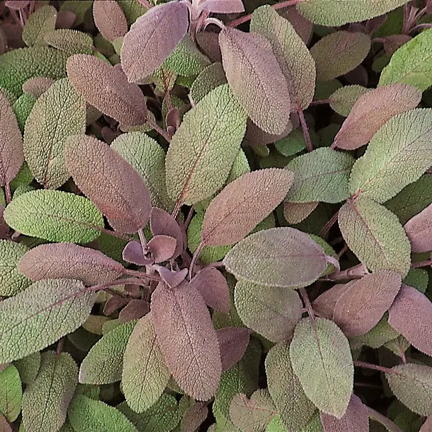 Salvia officinalis Purpurascens, Kryddsalvia, Stickling 3-pack Kundfavorit