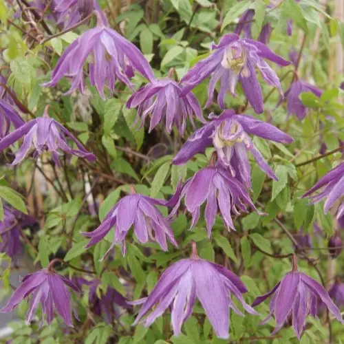 Rabatt Clematis atragene Blue Bird, Klematis
