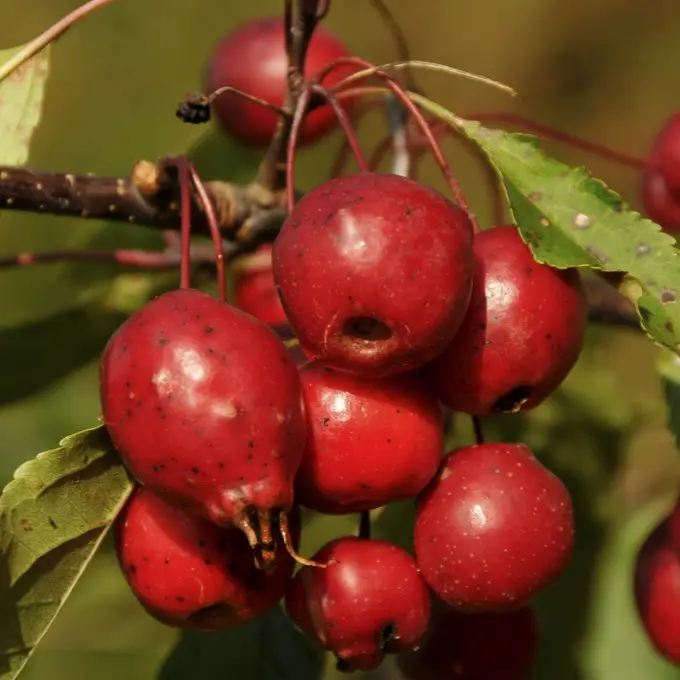 Malus x purpurea Red Obelisk, Pelarapel Kampanjpris